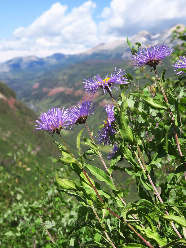 showy fleabane (Erigeron speciosus) [Black Bear Pass Road, Telluride, San Miguel County, Colorado]