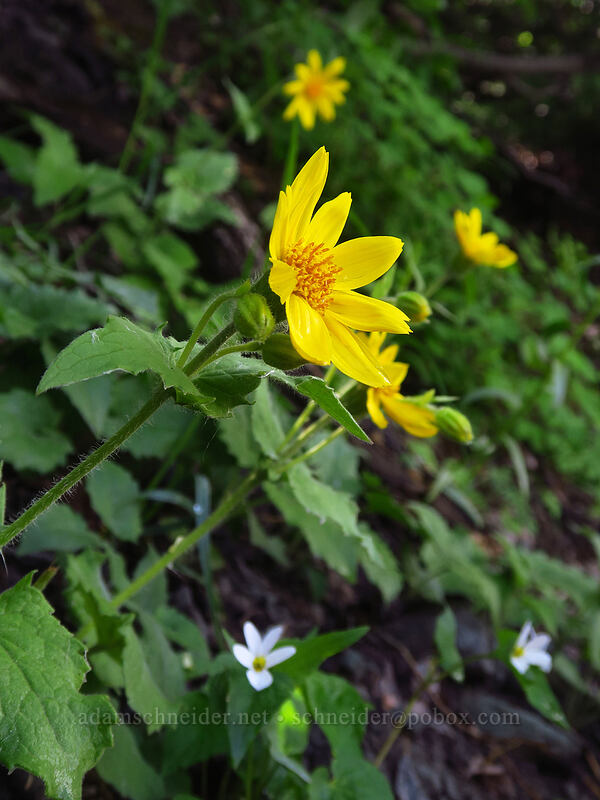 heart-leaf arnica (Arnica cordifolia) [Black Bear Pass Road, Telluride, San Miguel County, Colorado]