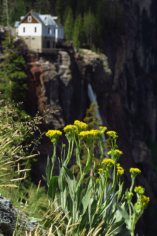 black-tip ragwort (Senecio atratus) [Black Bear Pass Road, Telluride, San Miguel County, Colorado]
