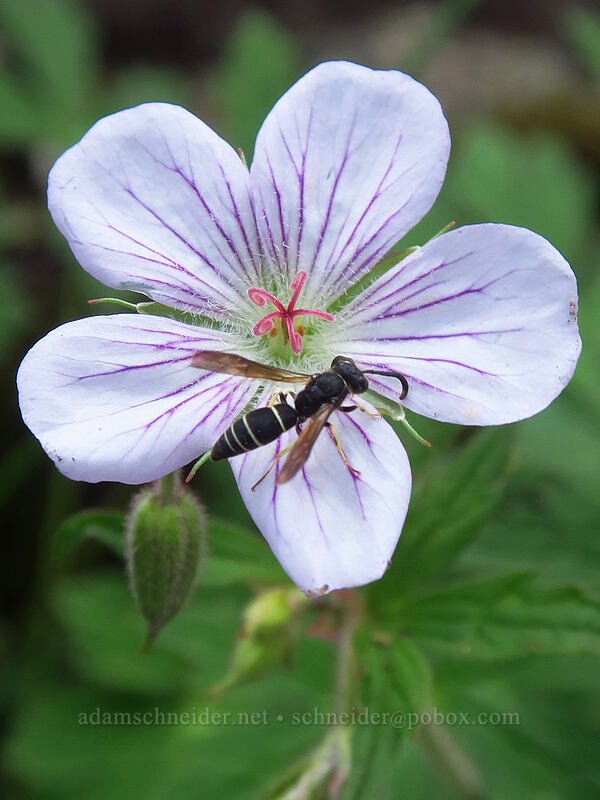 milky potter wasp on Richardson's geranium (Ancistrocerus albolacteus, Geranium richardsonii) [Bridal Veil Trail, Uncompaghre National Forest, San Miguel County, Colorado]