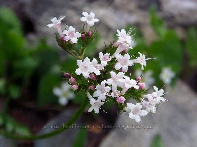 sharp-leaf valerian (Valeriana acutiloba) [Bridal Veil Trail, Uncompaghre National Forest, San Miguel County, Colorado]
