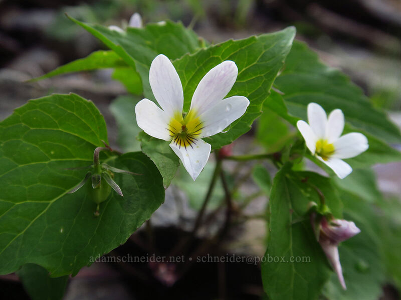 Canada violet (Viola canadensis) [Bridal Veil Trail, Uncompaghre National Forest, San Miguel County, Colorado]