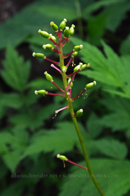 baneberries (Actaea rubra) [Bridal Veil Trail, Uncompaghre National Forest, San Miguel County, Colorado]