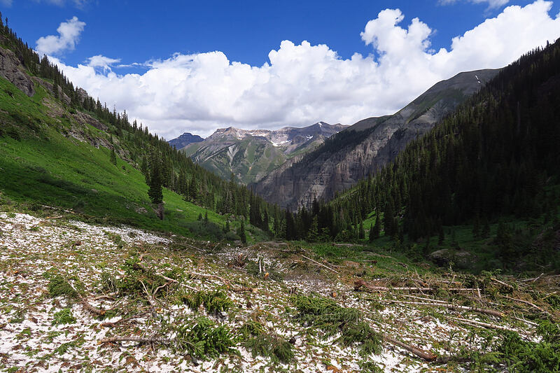 avalanche debris [Bridal Veil Trail, Uncompaghre National Forest, San Miguel County, Colorado]