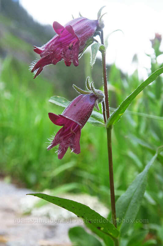 Whipple's penstemon (Penstemon whippleanus) [Bridal Veil Trail, Uncompaghre National Forest, San Miguel County, Colorado]