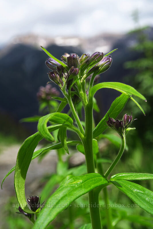 Barbey's larkspur, budding (Delphinium barbeyi) [Bridal Veil Trail, Uncompaghre National Forest, San Miguel County, Colorado]