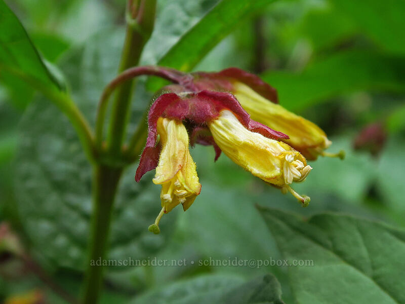 black twinberry flowers (Lonicera involucrata) [Bridal Veil Trail, Uncompaghre National Forest, San Miguel County, Colorado]