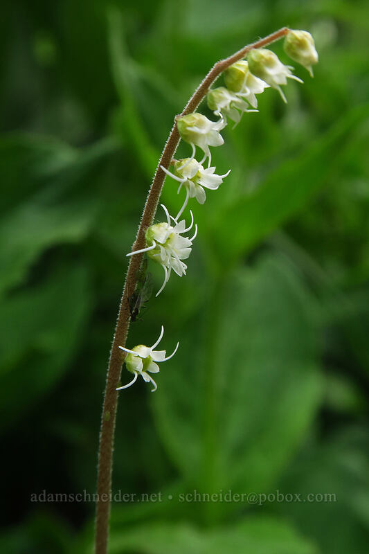 side-flowered mitrewort (Ozomelis stauropetala (Mitella stauropetala)) [Bridal Veil Trail, Uncompaghre National Forest, San Miguel County, Colorado]