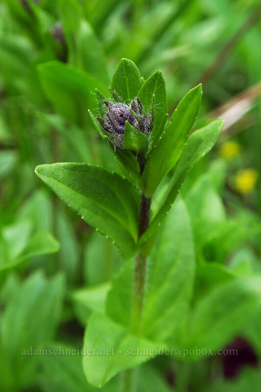 alpine speedwell, budding (Veronica wormskjoldii) [Bridal Veil Trail, Uncompaghre National Forest, San Miguel County, Colorado]
