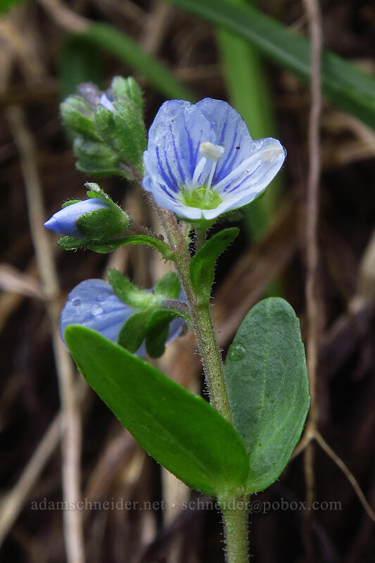 thyme-leaved speedwell (Veronica serpyllifolia ssp. humifusa) [Bridal Veil Trail, Uncompaghre National Forest, San Miguel County, Colorado]