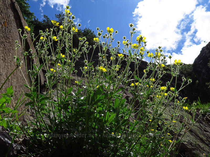 slender cinquefoil (Potentilla gracilis) [Bridal Veil Trail, Uncompaghre National Forest, San Miguel County, Colorado]