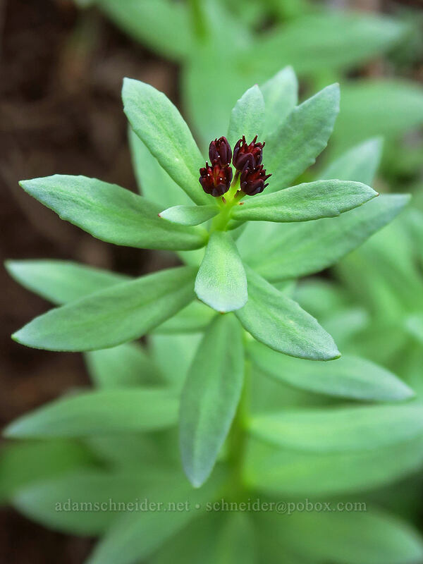 king's crown (rose-root), budding (Rhodiola integrifolia) [Bridal Veil Trail, Uncompaghre National Forest, San Miguel County, Colorado]