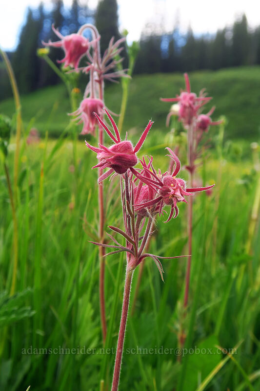 prairie smoke (Geum triflorum) [Dunton Road, San Juan National Forest, Dolores County, Colorado]