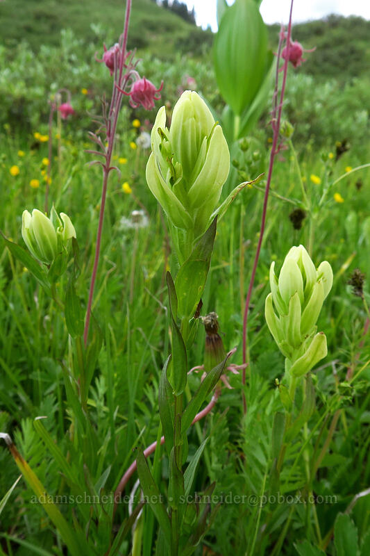 sulphur paintbrush (Castilleja septentrionalis (Castilleja sulphurea)) [Dunton Road, San Juan National Forest, Dolores County, Colorado]