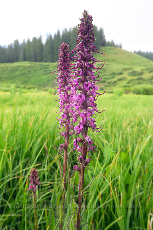 elephant's-head lousewort (Pedicularis groenlandica) [Dunton Road, San Juan National Forest, Dolores County, Colorado]