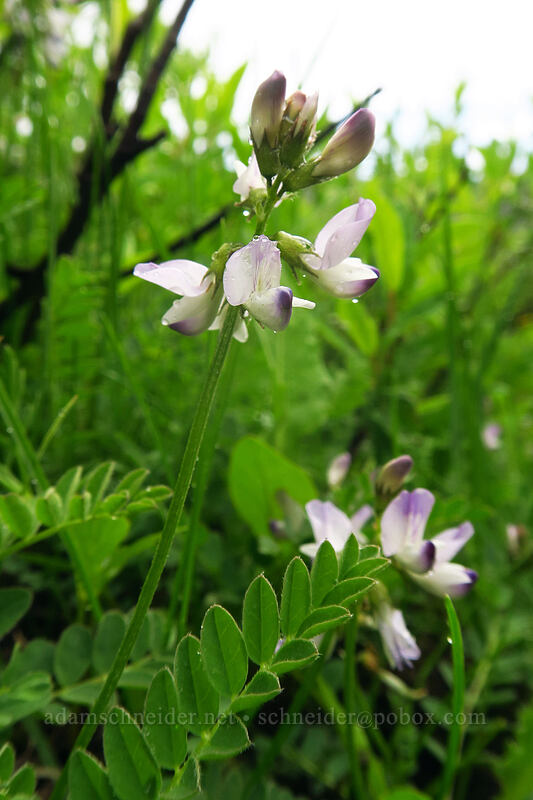 alpine milk-vetch (Astragalus alpinus) [Dunton Road, San Juan National Forest, Dolores County, Colorado]