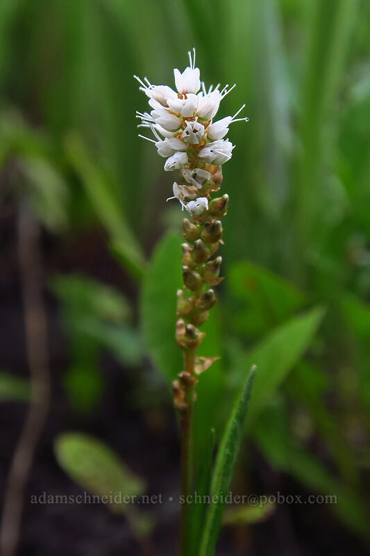 alpine bistort (Bistorta vivipara (Polygonum viviparum)) [Dunton Road, San Juan National Forest, Dolores County, Colorado]