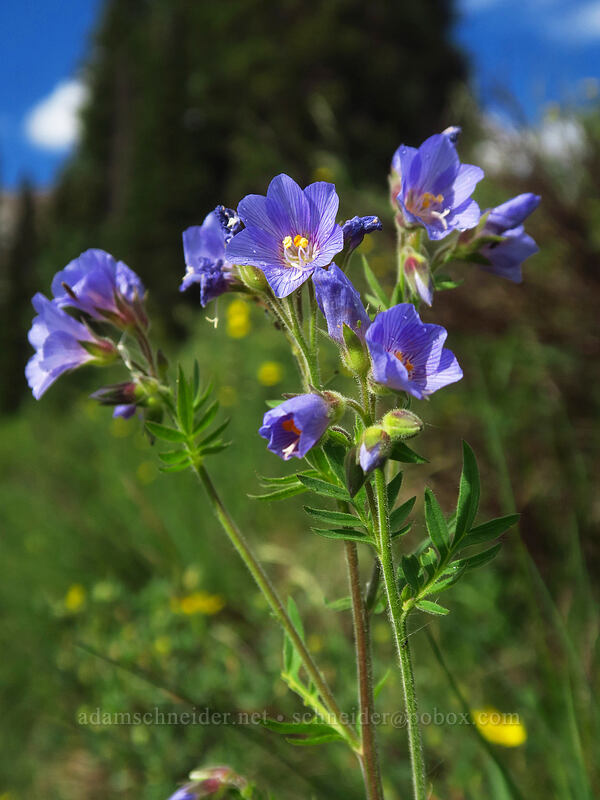 towering Jacob's-ladder (Polemonium foliosissimum) [Coal Creek, Lizard Head Wilderness, Dolores County, Colorado]