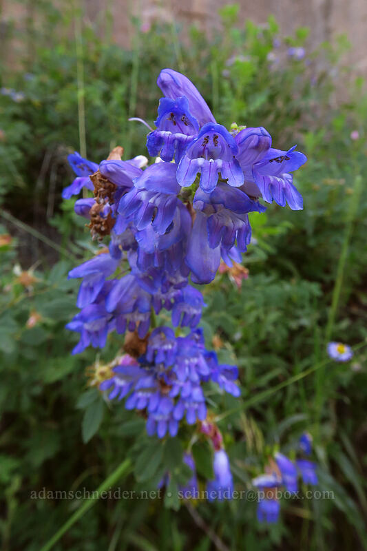 Rocky Mountain penstemon (Penstemon strictus) [Dunton Road, San Juan National Forest, Dolores County, Colorado]