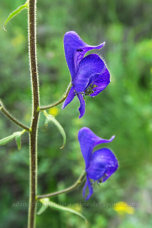 monkshood (Aconitum columbianum) [Dunton Road, San Juan National Forest, Dolores County, Colorado]