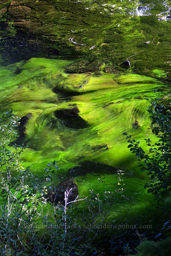 bright green algae [Walupt Creek, Goat Rocks Wilderness, Lewis County, Washington]