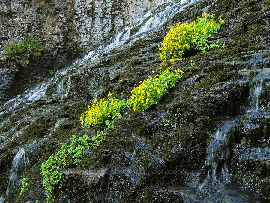 streambank arnica (Arnica lanceolata ssp. prima (Arnica amplexicaulis)) [Walupt Creek Falls, Goat Rocks Wilderness, Lewis County, Washington]