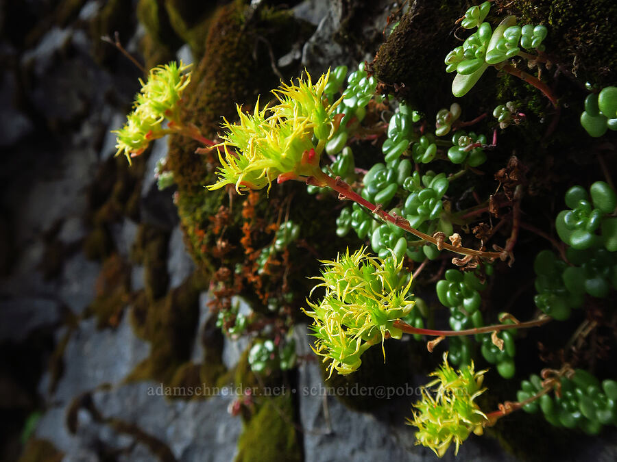 Oregon stonecrop (Sedum oreganum) [Walupt Creek Falls, Goat Rocks Wilderness, Lewis County, Washington]