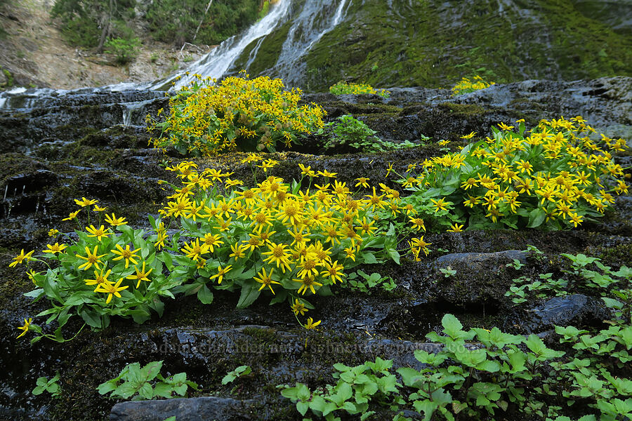 streambank arnica (Arnica lanceolata ssp. prima (Arnica amplexicaulis)) [Walupt Creek Falls, Goat Rocks Wilderness, Lewis County, Washington]