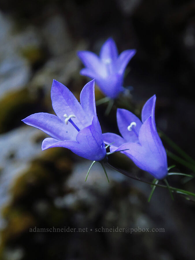 harebells (Campanula petiolata (Campanula rotundifolia)) [Walupt Creek Falls, Goat Rocks Wilderness, Lewis County, Washington]