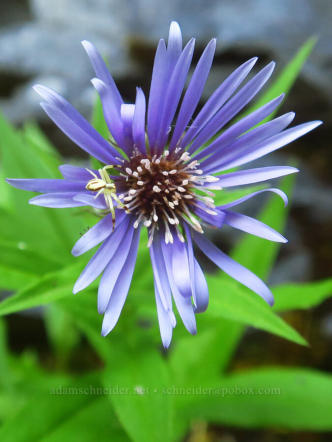 great northern aster (and a spider) (Canadanthus modestus (Aster modestus), Misumena vatia) [Walupt Creek Falls, Goat Rocks Wilderness, Lewis County, Washington]