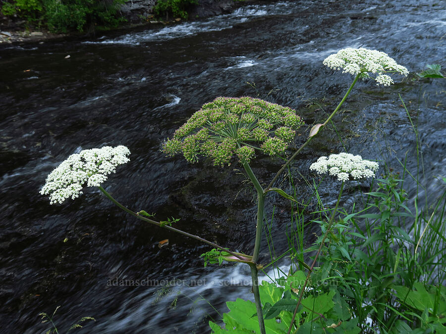 kneeling angelica (Angelica genuflexa) [Walupt Creek Falls, Goat Rocks Wilderness, Lewis County, Washington]