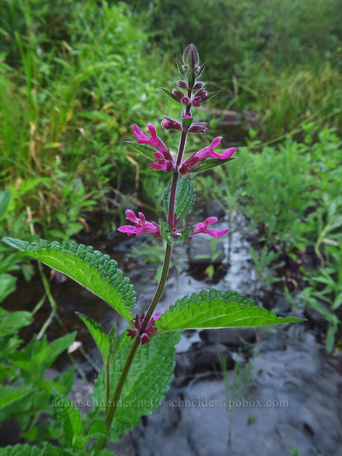 great hedge-nettle (Stachys cooleyae) [Walupt Creek, Goat Rocks Wilderness, Lewis County, Washington]