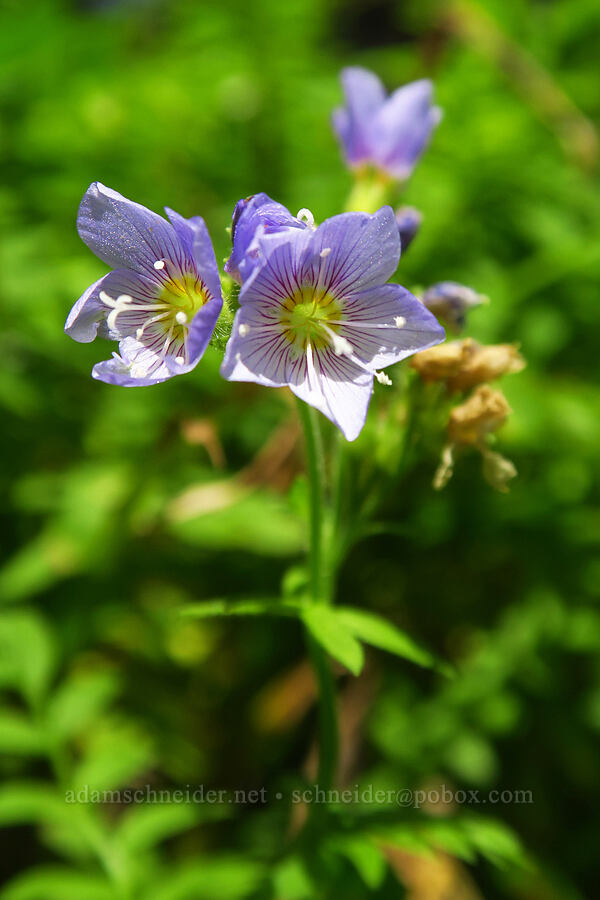 Jacob's-ladder (Polemonium sp.) [Nannie Ridge Trail, Goat Rocks Wilderness, Lewis County, Washington]