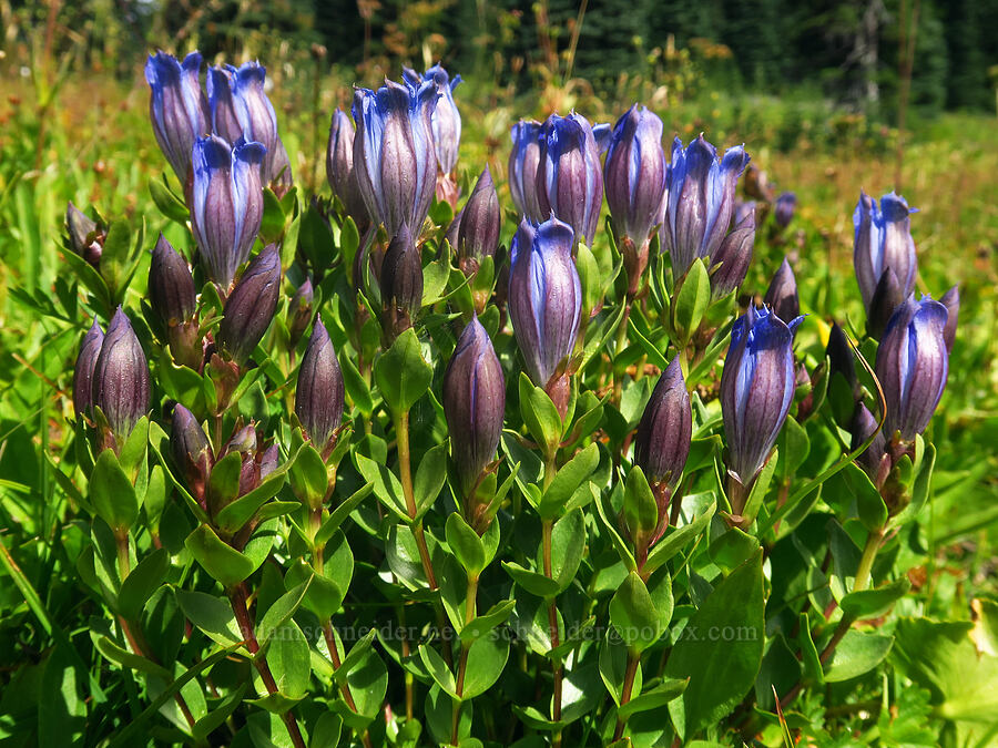 explorer's gentian (Gentiana calycosa) [Nannie Ridge Trail, Goat Rocks Wilderness, Lewis County, Washington]