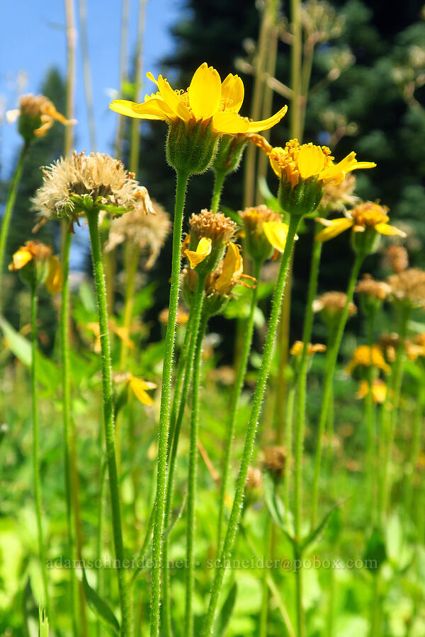 hairy arnica (Arnica mollis) [Nannie Ridge Trail, Goat Rocks Wilderness, Lewis County, Washington]