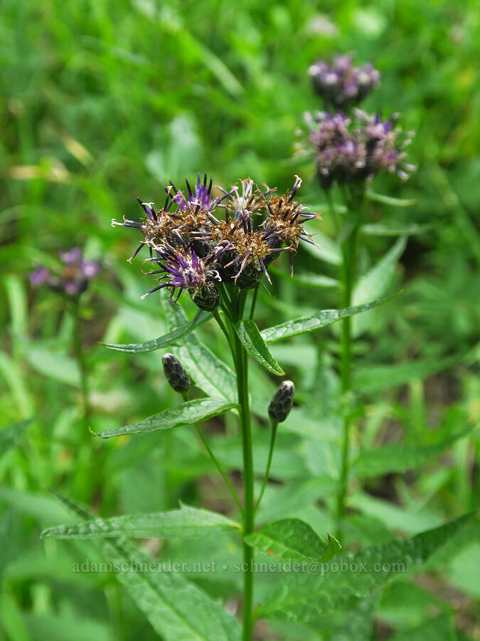 American saw-wort (Saussurea americana) [Pacific Crest Trail, Goat Rocks Wilderness, Lewis County, Washington]