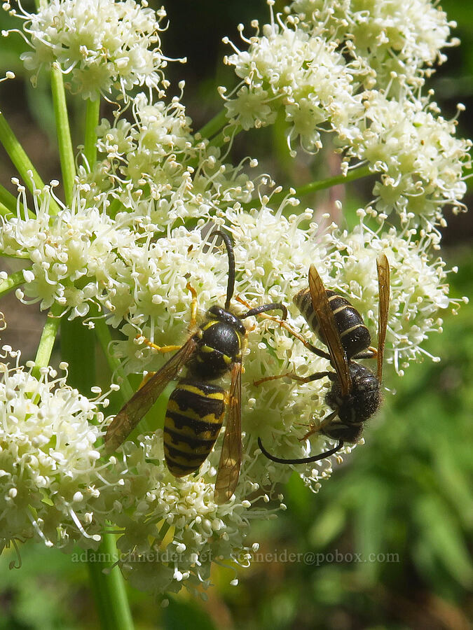 wasps on sharp-tooth angelica (Angelica arguta) [Pacific Crest Trail, Goat Rocks Wilderness, Lewis County, Washington]