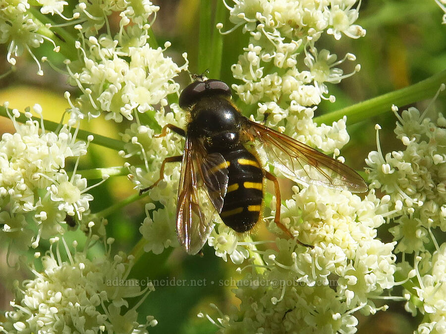 western pond fly on sharp-tooth angelica (Sericomyia chalcopyga, Angelica arguta) [Pacific Crest Trail, Goat Rocks Wilderness, Lewis County, Washington]
