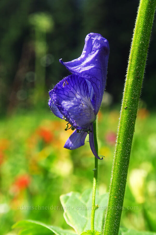 monkshood (Aconitum columbianum) [Pacific Crest Trail, Goat Rocks Wilderness, Lewis County, Washington]