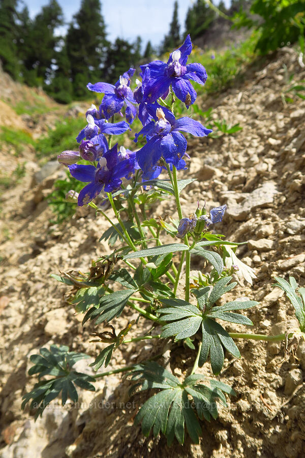 rockslide larkspur (Delphinium glareosum) [Pacific Crest Trail, Goat Rocks Wilderness, Lewis County, Washington]