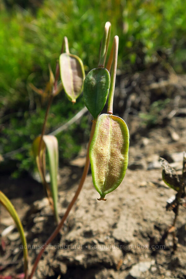 subalpine mariposa lily seed-pods (Calochortus subalpinus) [Pacific Crest Trail, Goat Rocks Wilderness, Lewis County, Washington]
