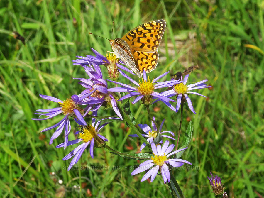 fritillary butterfly on Cascade aster (Speyeria sp., Doellingeria ledophylla (Eucephalus ledophyllus) (Aster ledophyllus)) [Pacific Crest Trail, Goat Rocks Wilderness, Lewis County, Washington]