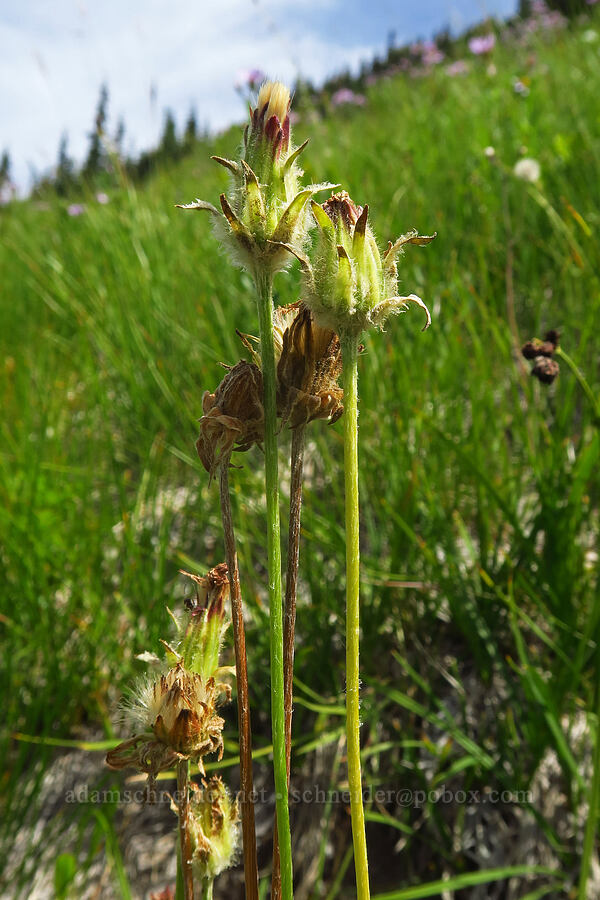 orange agoseris, gone to seed (Agoseris aurantiaca) [Pacific Crest Trail, Goat Rocks Wilderness, Lewis County, Washington]