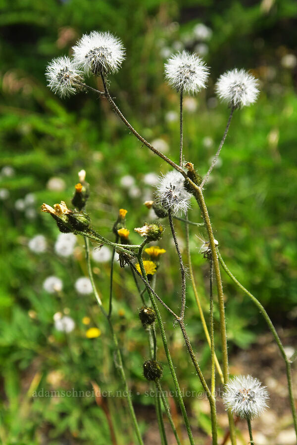 slender hawkweed, going to seed (Hieracium triste (Hieracium gracile) (Pilosella tristis)) [Pacific Crest Trail, Goat Rocks Wilderness, Lewis County, Washington]