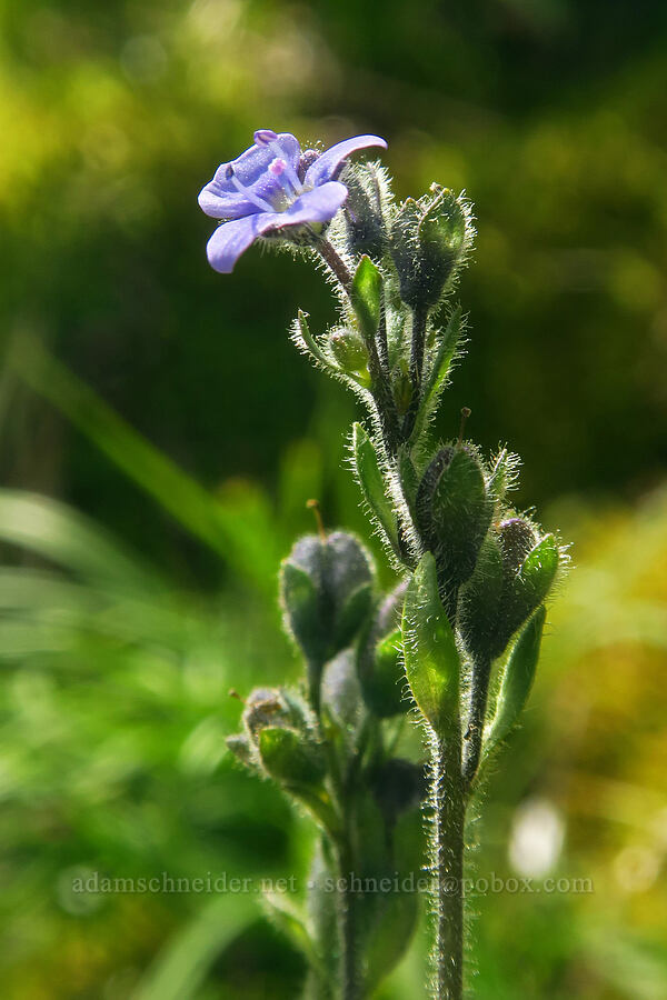 alpine speedwell (Veronica wormskjoldii) [Pacific Crest Trail, Goat Rocks Wilderness, Yakima County, Washington]