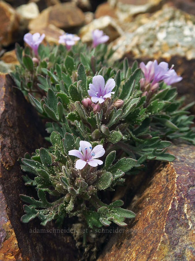 collomia (Collomia sp.) [Cispus Pass, Goat Rocks Wilderness, Yakima County, Washington]
