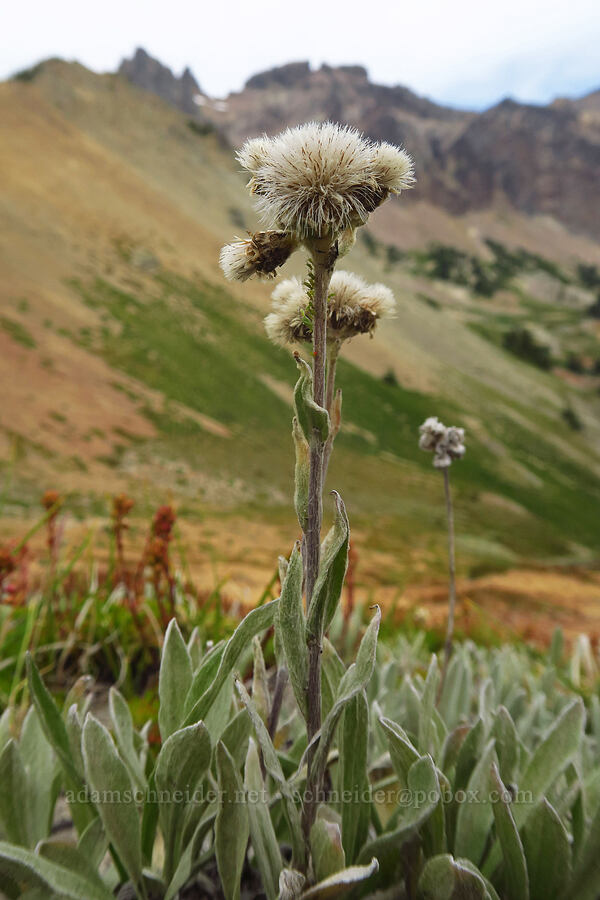 woolly pussy-toes (Antennaria lanata) [Pacific Crest Trail, Goat Rocks Wilderness, Yakima County, Washington]