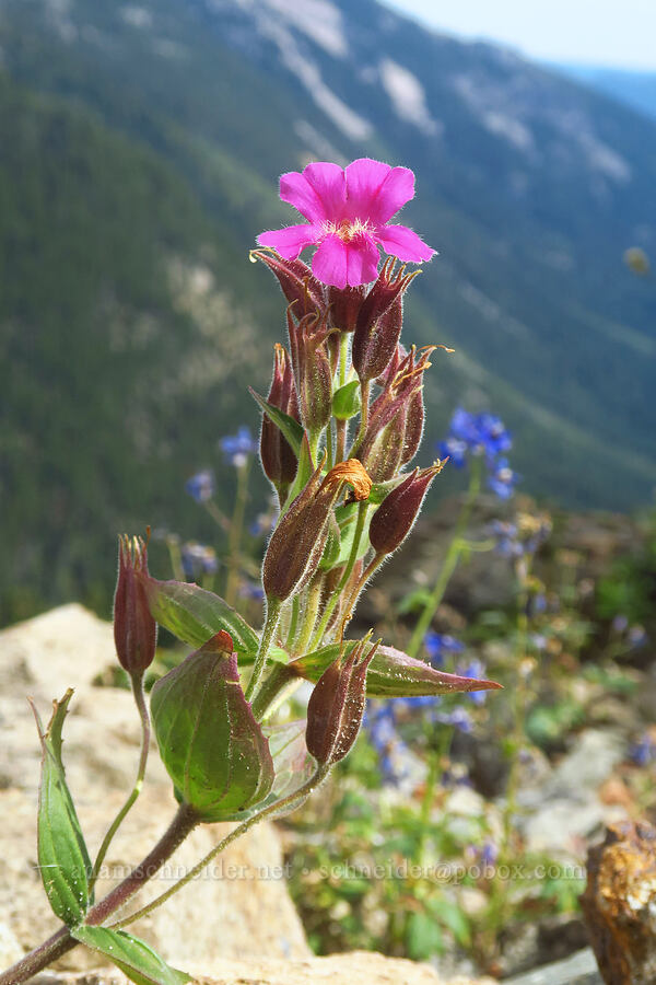 Lewis' monkeyflower (Erythranthe lewisii (Mimulus lewisii)) [Pacific Crest Trail, Goat Rocks Wilderness, Yakima County, Washington]