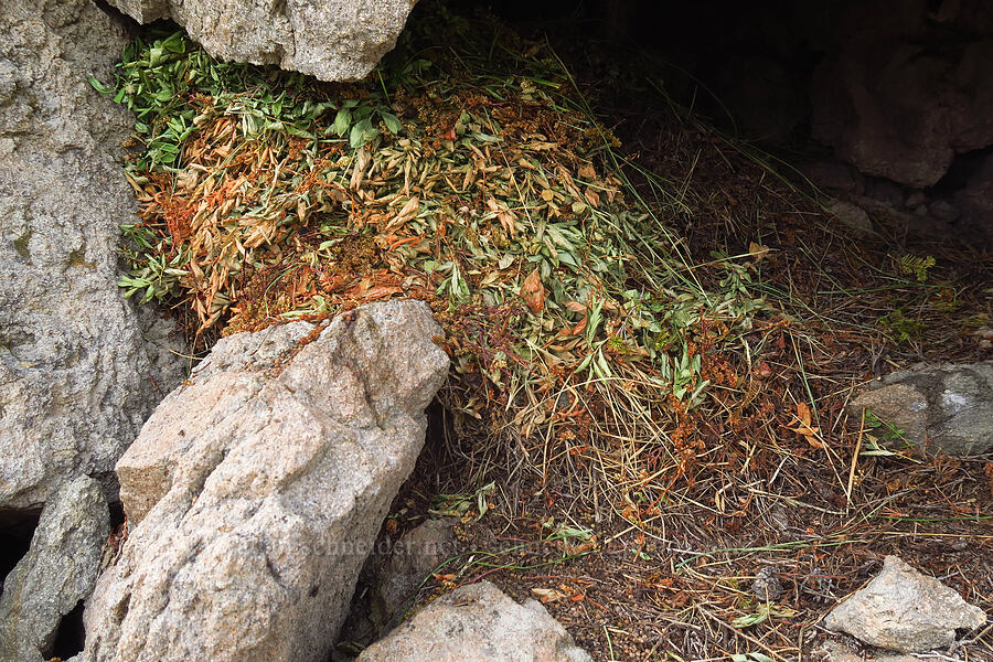 pika haystack (Ochotona princeps fenisex) [Pacific Crest Trail, Goat Rocks Wilderness, Yakima County, Washington]