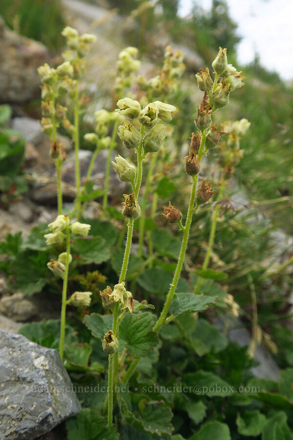 yellow coral-bells (fuzzy elmera) (Elmera racemosa) [Pacific Crest Trail, Goat Rocks Wilderness, Yakima County, Washington]